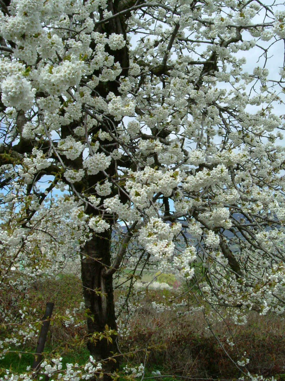 DSCF0691