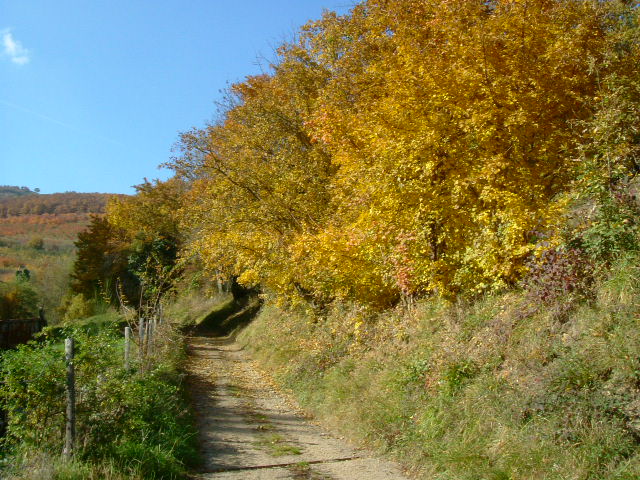 DSCF3064